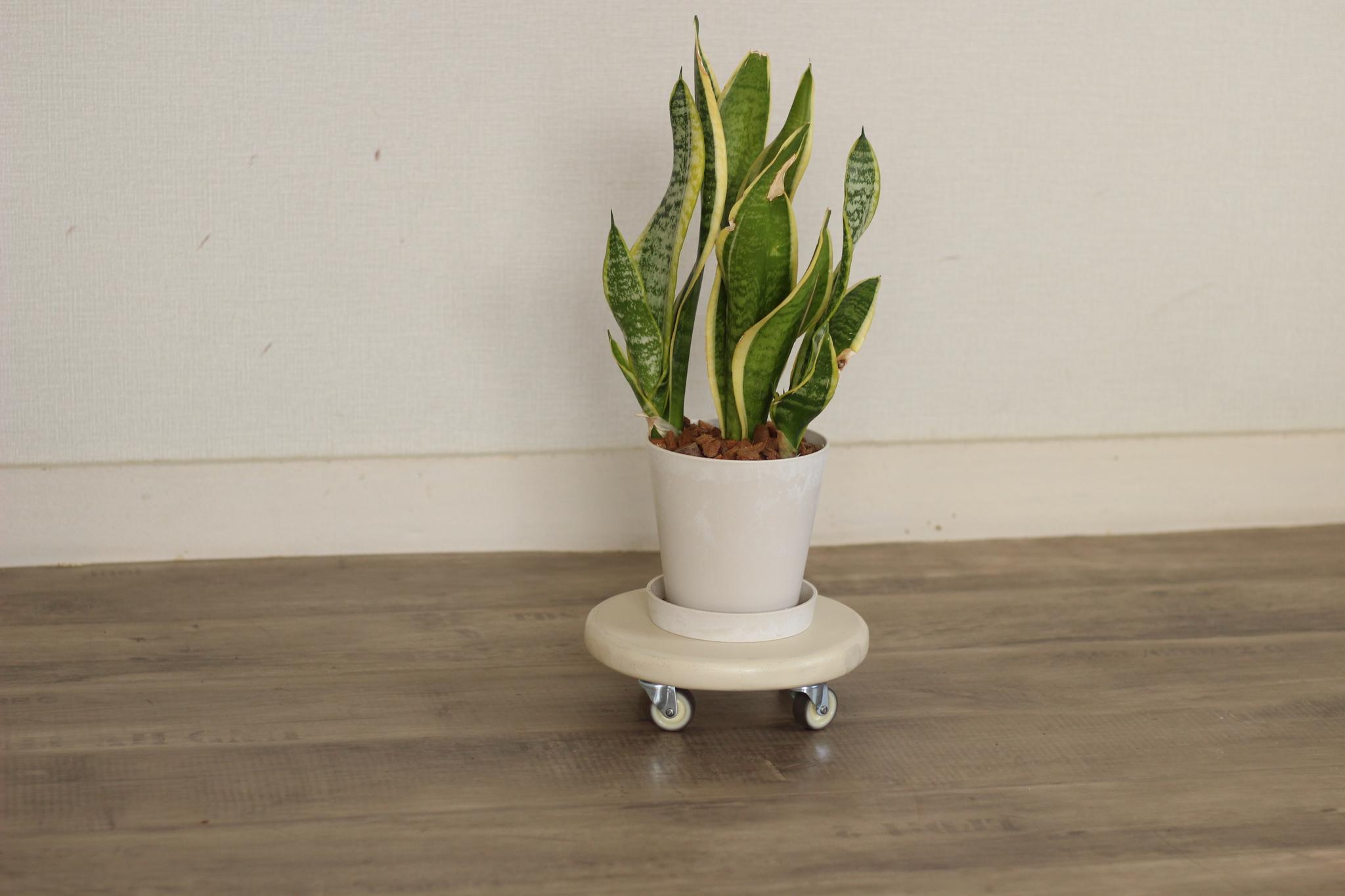 キャスター付き花台(アンティークホワイト)1枚目の画像